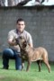 Matriz - Fila Brasileiro Tigrado - Canil Singular - Safira